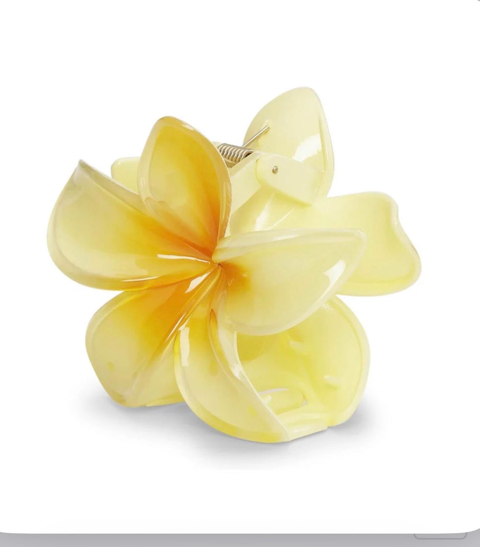 Plumeria Bisou Big